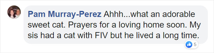 Shelter Workers Organize This Cat’s Birthday Hoping Someone Will Adopt Her, But No One Turns Up Shelter Workers Organize This Cat’s Birthday Hoping Someone Will Adopt Her, But No One Turns Up