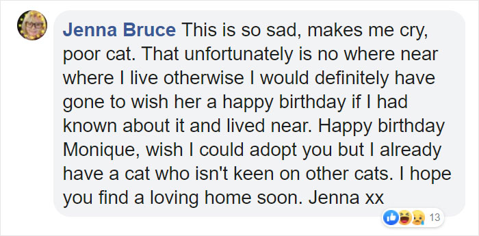 Shelter Workers Organize This Cat&rsquo;s Birthday Hoping Someone Will Adopt Her, But No One Turns Up