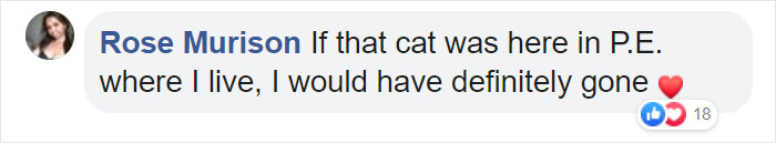 Shelter Workers Organize This Cat’s Birthday Hoping Someone Will Adopt Her, But No One Turns Up Shelter Workers Organize This Cat’s Birthday Hoping Someone Will Adopt Her, But No One Turns Up
