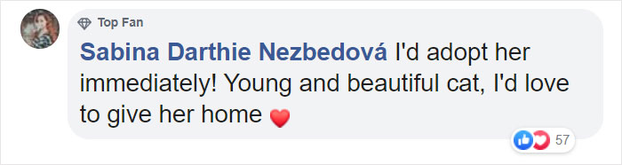 Shelter Workers Organize This Cat’s Birthday Hoping Someone Will Adopt Her, But No One Turns Up Shelter Workers Organize This Cat’s Birthday Hoping Someone Will Adopt Her, But No One Turns Up