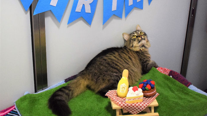 Shelter Workers Organize This Cat&rsquo;s Birthday Hoping Someone Will Adopt Her, But No One Turns Up