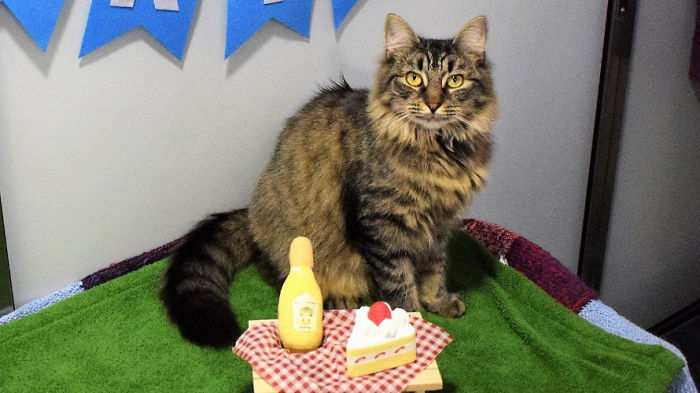 Shelter Workers Organize This Cat&rsquo;s Birthday Hoping Someone Will Adopt Her, But No One Turns Up