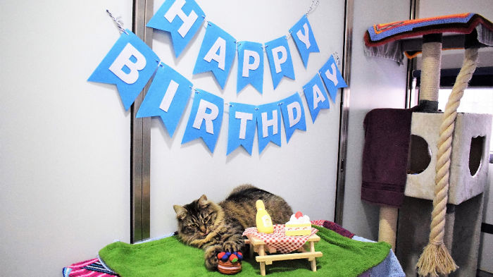 Shelter Workers Organize This Cat&rsquo;s Birthday Hoping Someone Will Adopt Her, But No One Turns Up