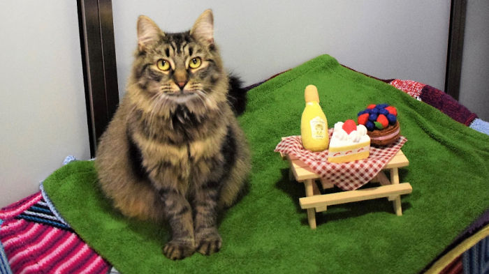 Shelter Workers Organize This Cat&rsquo;s Birthday Hoping Someone Will Adopt Her, But No One Turns Up
