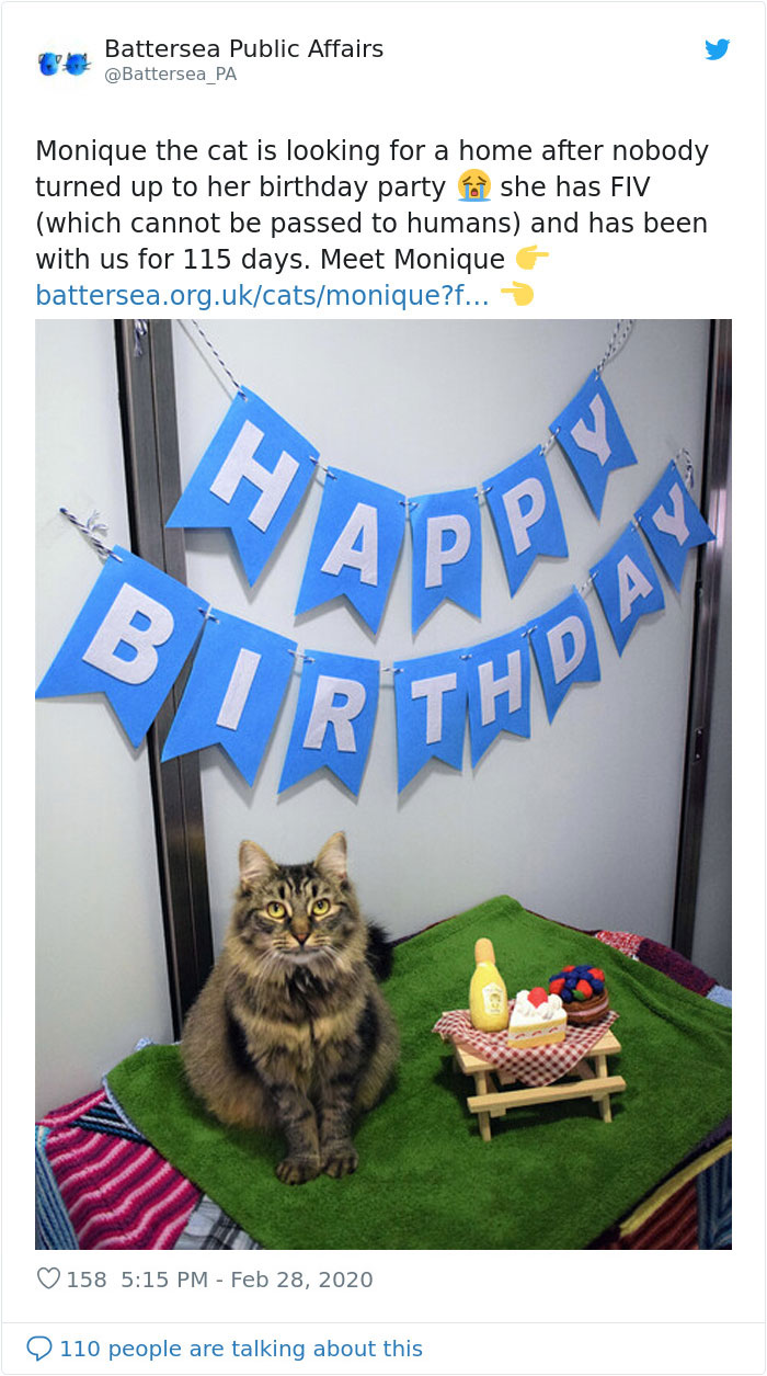 Shelter Workers Organize This Cat’s Birthday Hoping Someone Will Adopt Her, But No One Turns Up Shelter Workers Organize This Cat’s Birthday Hoping Someone Will Adopt Her, But No One Turns Up