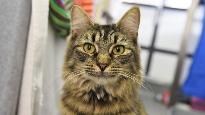 Shelter Workers Organize This Cat’s Birthday Hoping Someone Will Adopt Her, But No One Turns Up Shelter Workers Organize This Cat’s Birthday Hoping Someone Will Adopt Her, But No One Turns Up