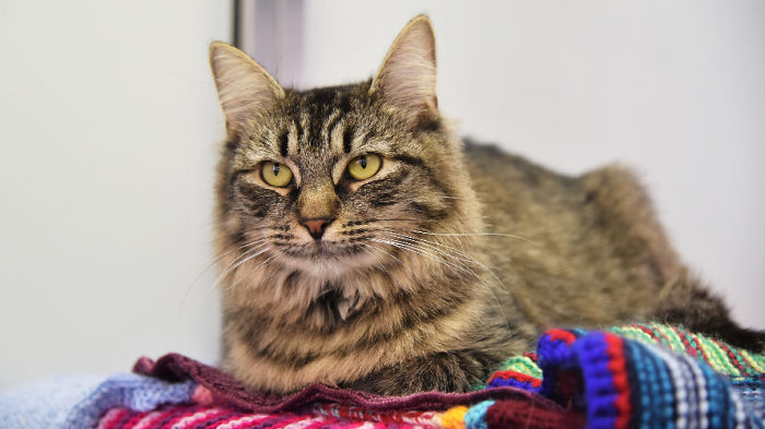Shelter Workers Organize This Cat’s Birthday Hoping Someone Will Adopt Her, But No One Turns Up Shelter Workers Organize This Cat’s Birthday Hoping Someone Will Adopt Her, But No One Turns Up