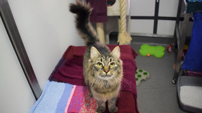 Shelter Workers Organize This Cat&rsquo;s Birthday Hoping Someone Will Adopt Her, But No One Turns Up