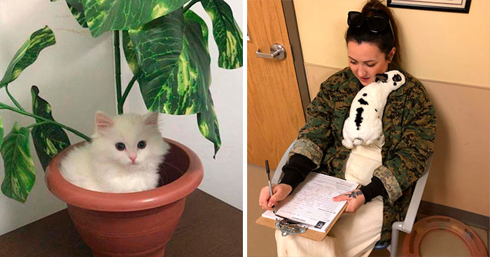 40 Most Wholesome Rescue Pet Photos Of This Month (March Edition)