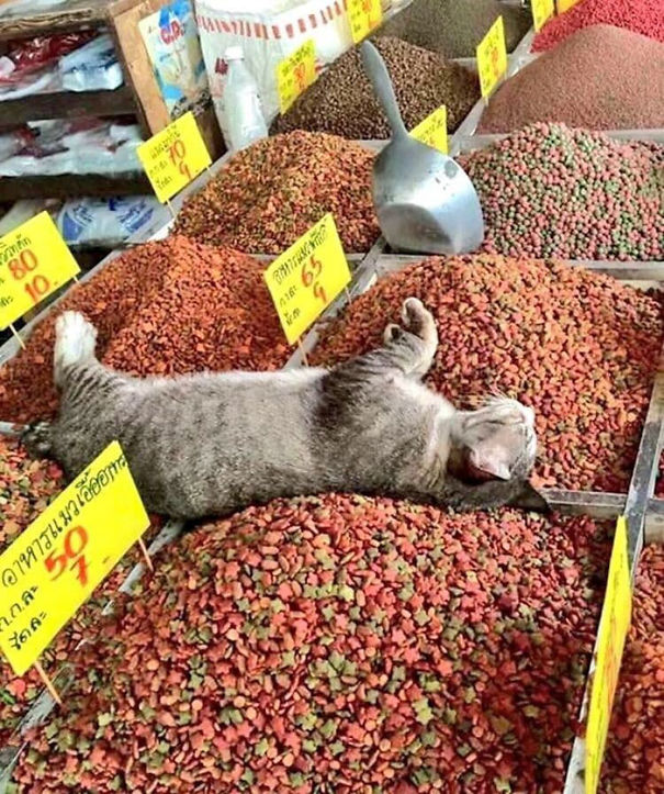 Cats-Sleeping-Strange-Places