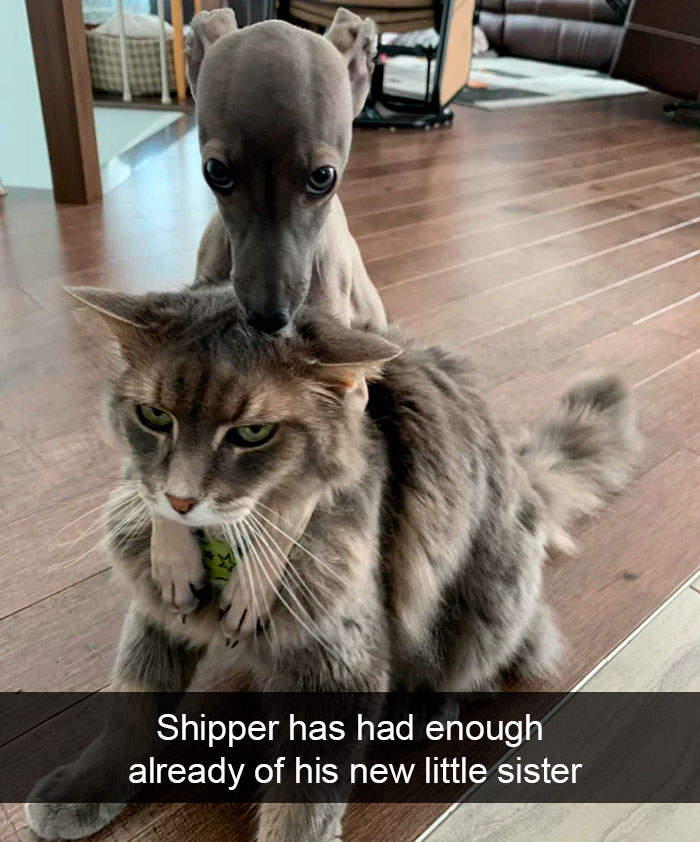Cat-Snapchat-Funny