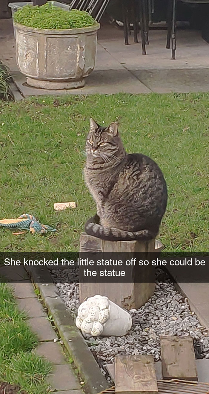 Cat-Snapchat-Funny