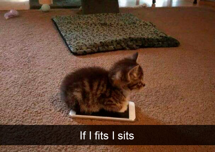 Cat-Snapchat-Funny