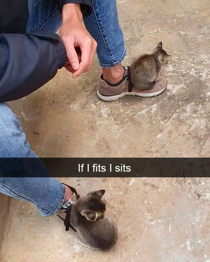 Cat-Snapchat-Funny