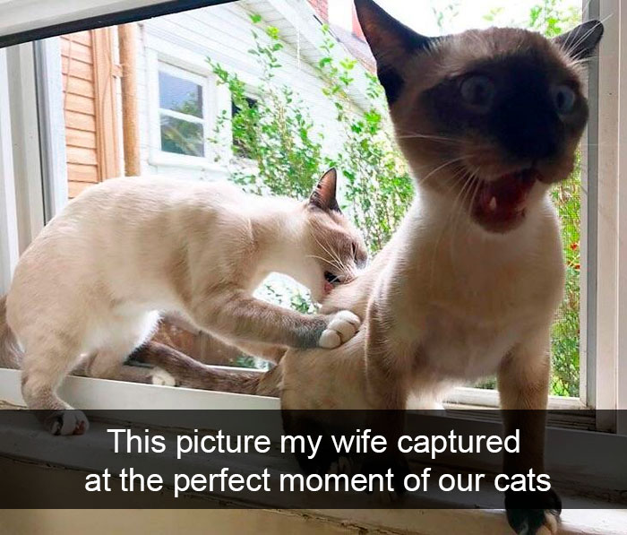 Cat-Snapchat-Funny