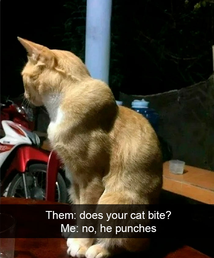 Cat-Snapchat-Funny