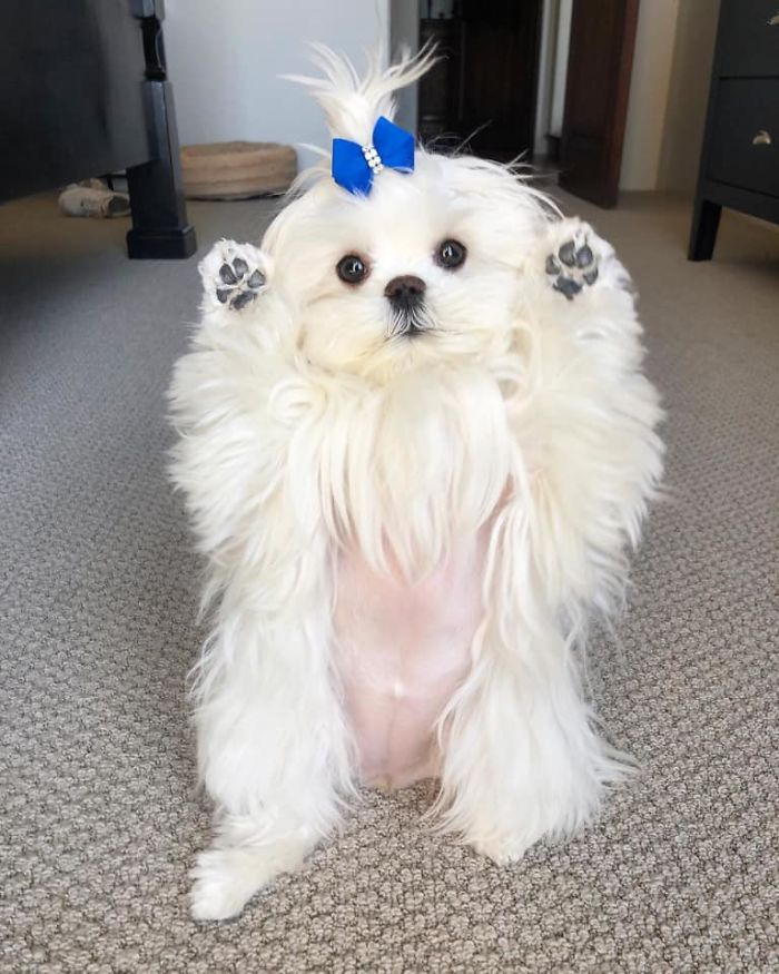 Standing-Maltese-Dog-Coco