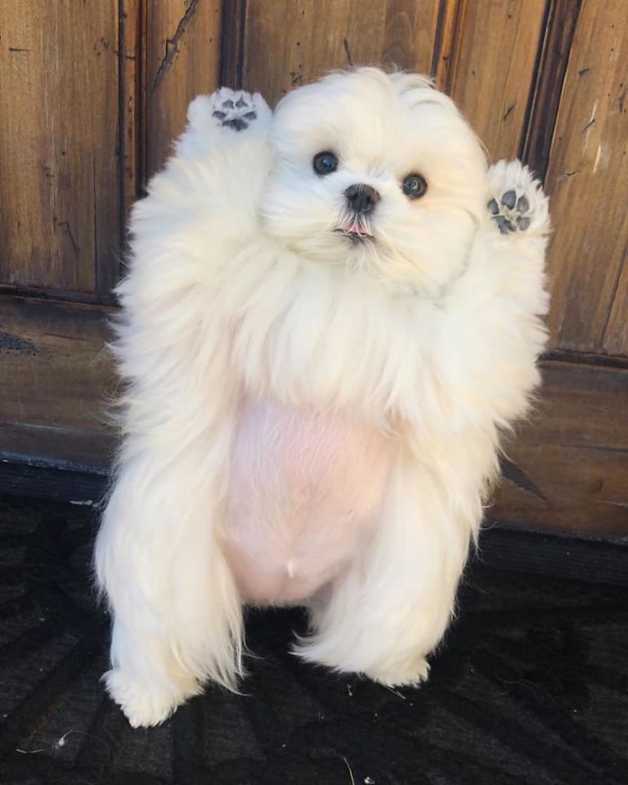 Standing-Maltese-Dog-Coco