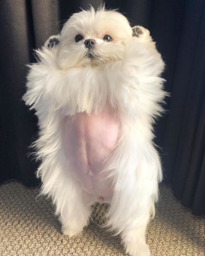 Standing-Maltese-Dog-Coco