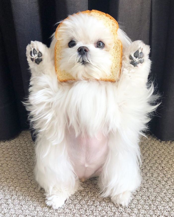 Standing-Maltese-Dog-Coco