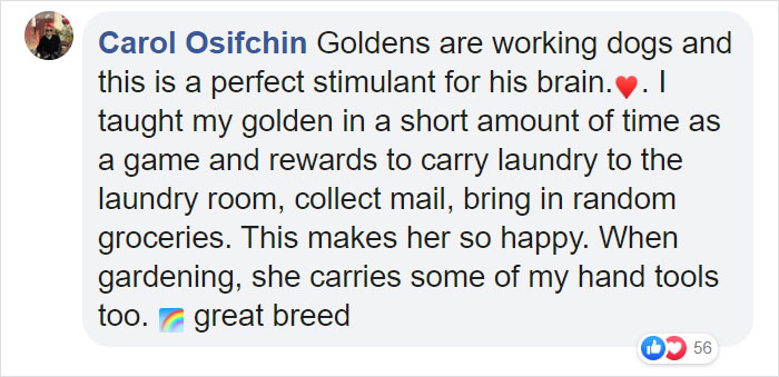 After This Elderly Woman With Respiratory Problems Had To Self-Isolate, Her Neighbor's Dog Started To Deliver Groceries To Her