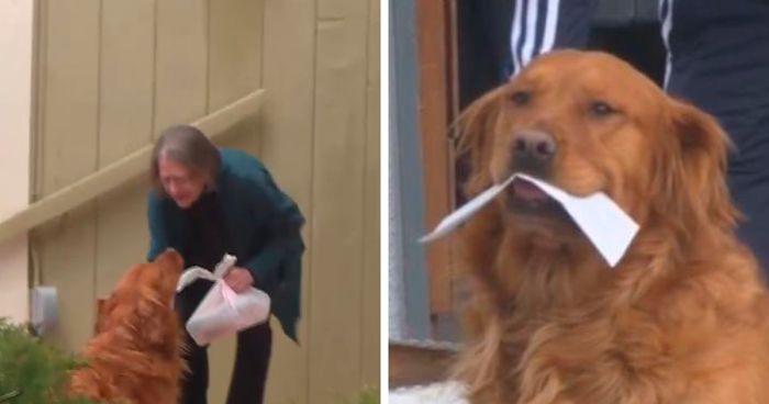 After This Elderly Woman With Respiratory Problems Had To Self-Isolate, Her Neighbor’s Dog Started To Deliver Groceries To Her