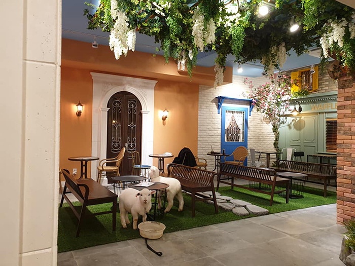 This Sheep Cafe In Korea Shares Viral Photos Of A Sheep Getting Washed This Sheep Cafe In Korea Shares Viral Photos Of A Sheep Getting Washed