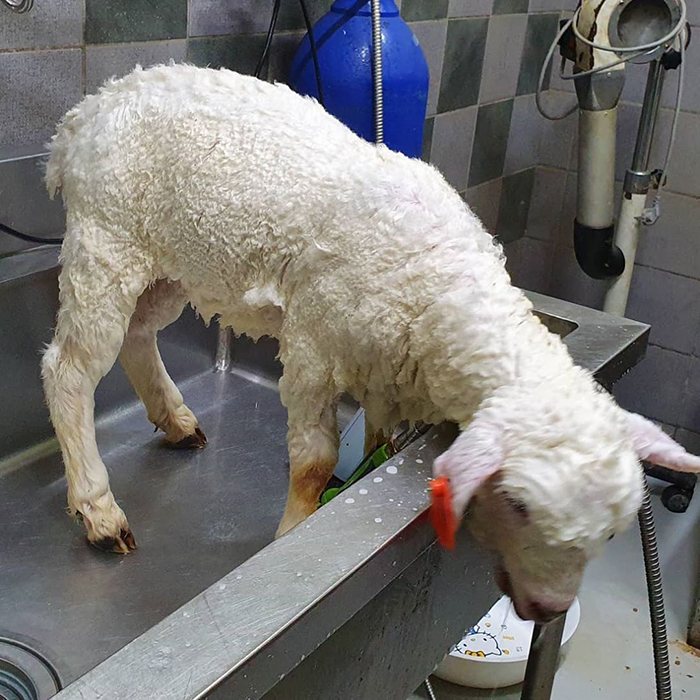 This Sheep Cafe In Korea Shares Viral Photos Of A Sheep Getting Washed This Sheep Cafe In Korea Shares Viral Photos Of A Sheep Getting Washed