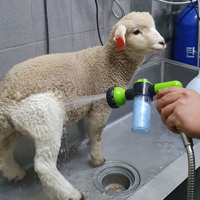 This Sheep Cafe In Korea Shares Viral Photos Of A Sheep Getting Washed This Sheep Cafe In Korea Shares Viral Photos Of A Sheep Getting Washed