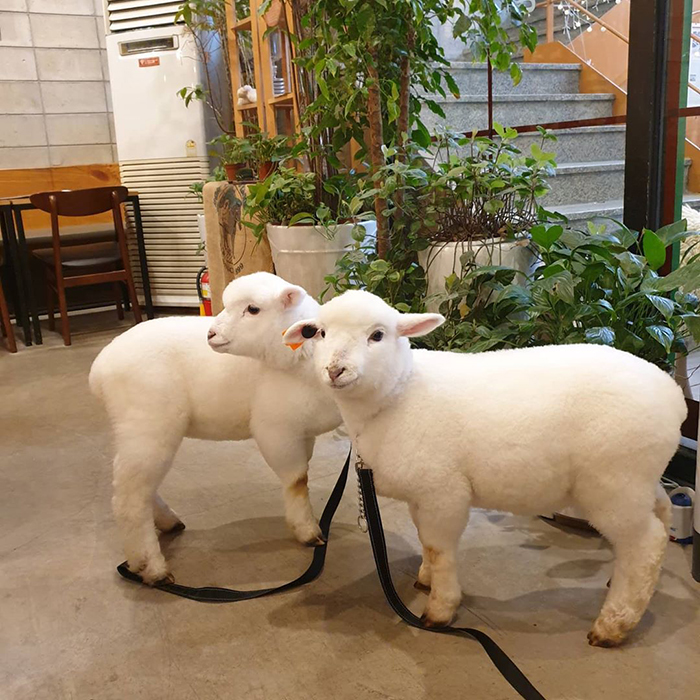This Sheep Cafe In Korea Shares Viral Photos Of A Sheep Getting Washed This Sheep Cafe In Korea Shares Viral Photos Of A Sheep Getting Washed