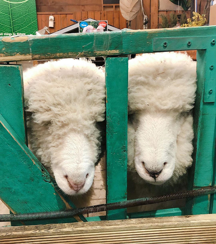 This Sheep Cafe In Korea Shares Viral Photos Of A Sheep Getting Washed This Sheep Cafe In Korea Shares Viral Photos Of A Sheep Getting Washed