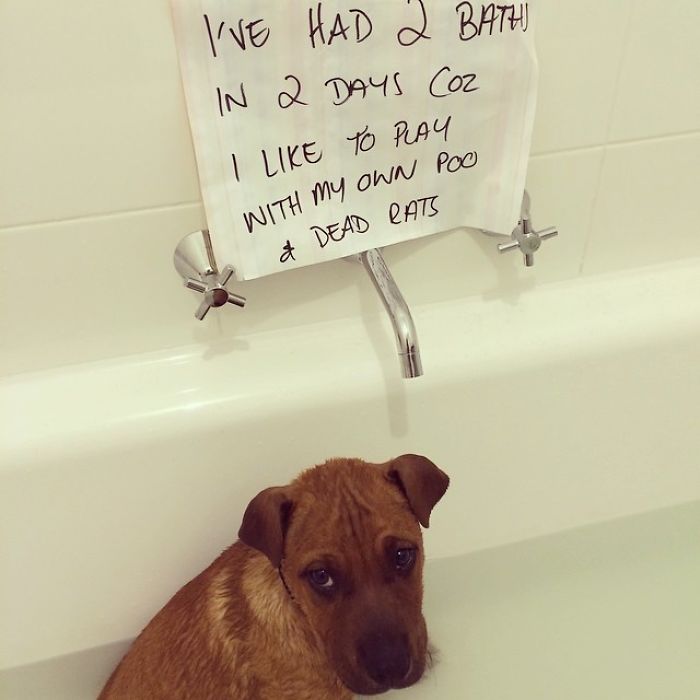 My Name Is Baxter And I Have Had 2 Baths In 2 Days Coz I Like To Play With My Own Poop And Dead Rats