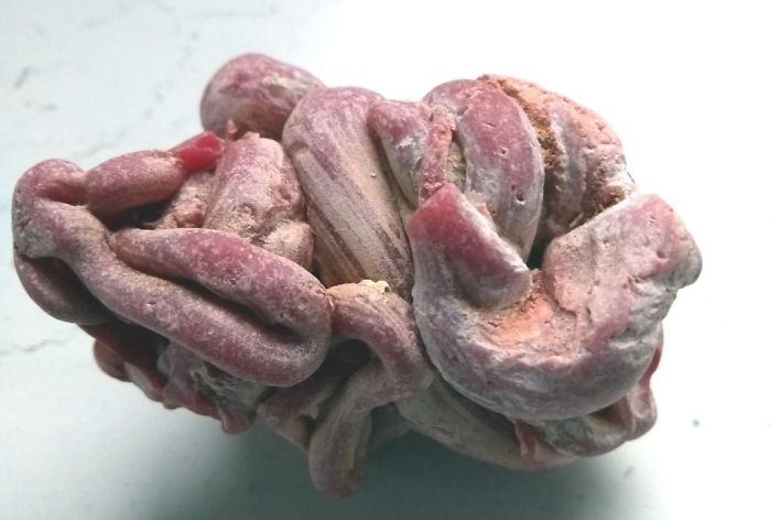 Weird Looking Thing Found In A Rockpool. What Is This Thing?