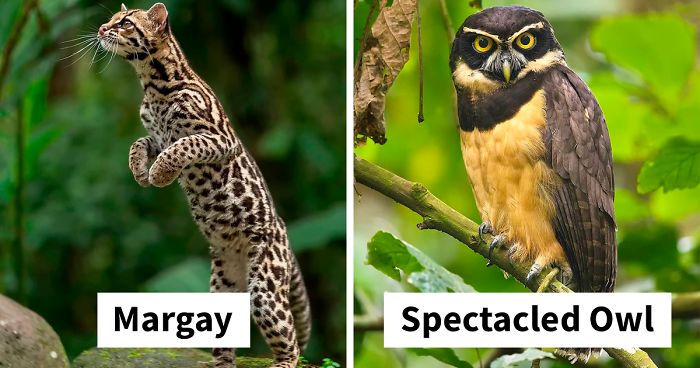 30 Beautiful Animals That I Found In Costa Rica