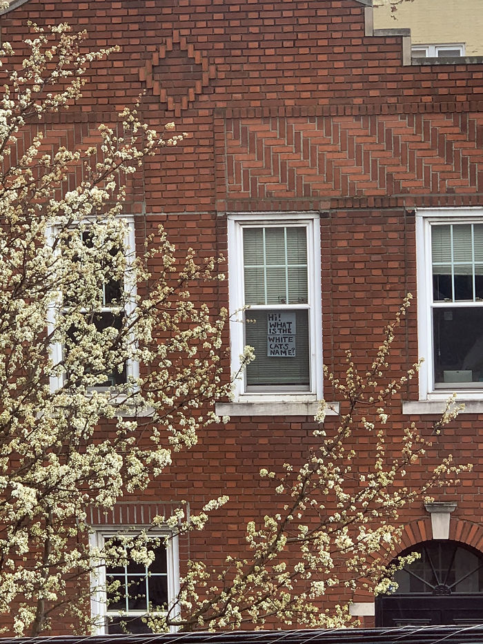 Woman Asks A Neighbor What His Cat's Name Is Via A Sign On Her Window, Receives An Answer And Cute Pics Woman Asks A Neighbor What His Cat's Name Is Via A Sign On Her Window, Receives An Answer And Cute Pics