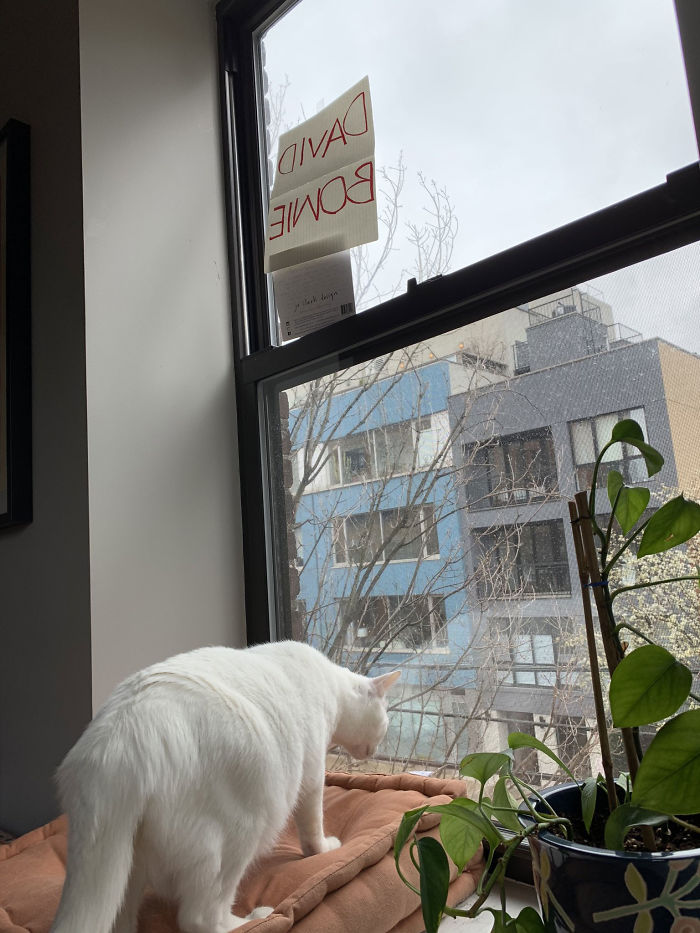 Woman Asks A Neighbor What His Cat's Name Is Via A Sign On Her Window, Receives An Answer And Cute Pics Woman Asks A Neighbor What His Cat's Name Is Via A Sign On Her Window, Receives An Answer And Cute Pics