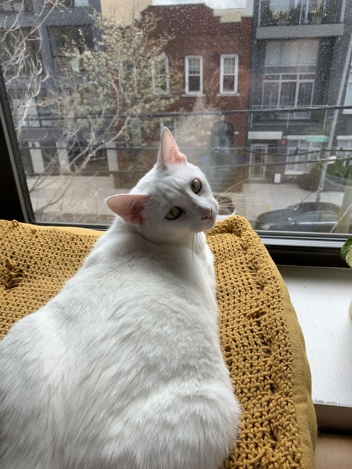 Woman Asks A Neighbor What His Cat's Name Is Via A Sign On Her Window, Receives An Answer And Cute Pics Woman Asks A Neighbor What His Cat's Name Is Via A Sign On Her Window, Receives An Answer And Cute Pics
