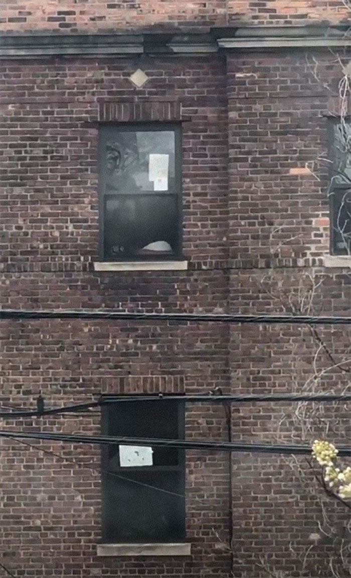 Woman Asks A Neighbor What His Cat's Name Is Via A Sign On Her Window, Receives An Answer And Cute Pics Woman Asks A Neighbor What His Cat's Name Is Via A Sign On Her Window, Receives An Answer And Cute Pics