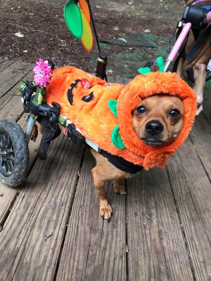 Woman Adopts 6 Dogs With Special Needs And Now They're All Living Their Best Lives