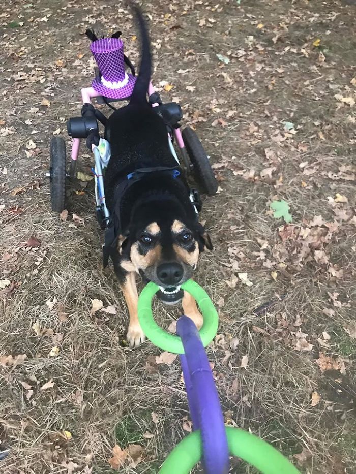 Woman Adopts 6 Dogs With Special Needs And Now They're All Living Their Best Lives