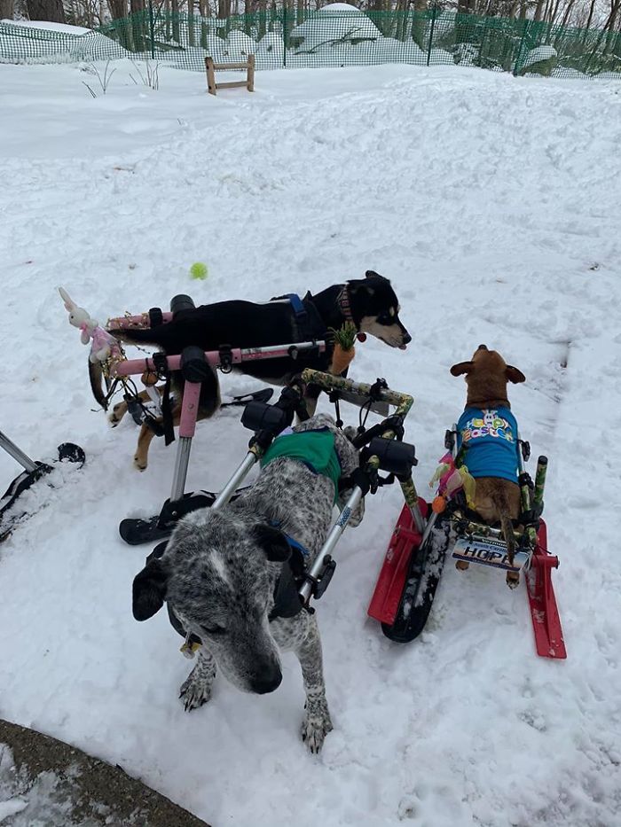 Woman Adopts 6 Dogs With Special Needs And Now They're All Living Their Best Lives