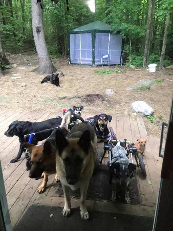 Woman Adopts 6 Dogs With Special Needs And Now They're All Living Their Best Lives