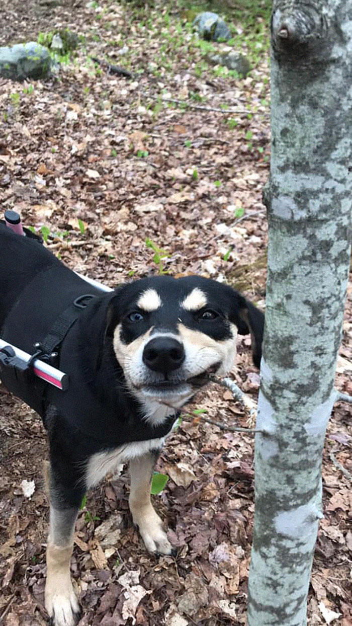 Woman Adopts 6 Dogs With Special Needs And Now They're All Living Their Best Lives