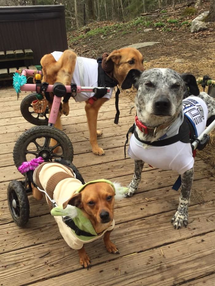 Woman Adopts 6 Dogs With Special Needs And Now They're All Living Their Best Lives