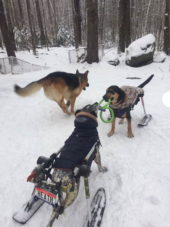 Woman Adopts 6 Dogs With Special Needs And Now They're All Living Their Best Lives