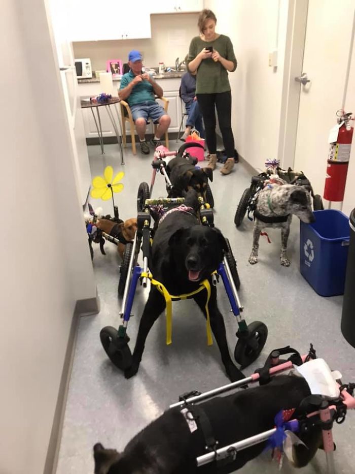 Woman Adopts 6 Dogs With Special Needs And Now They're All Living Their Best Lives