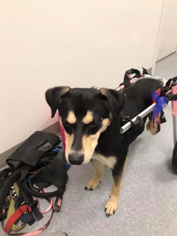 Woman Adopts 6 Dogs With Special Needs And Now They're All Living Their Best Lives