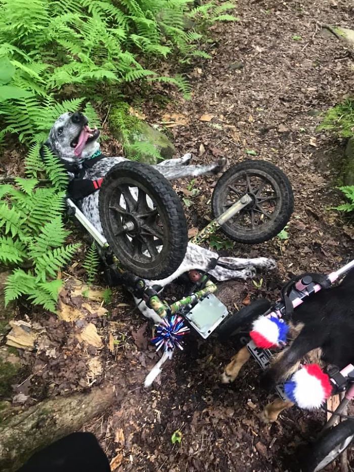 Woman Adopts 6 Dogs With Special Needs And Now They're All Living Their Best Lives