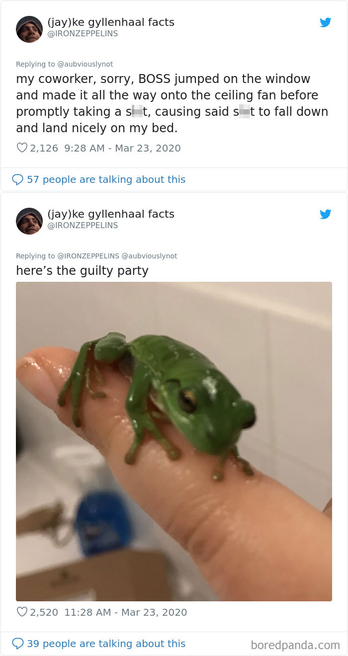 Working-From-Home-Quarantine-Pet-Co-Worker-Photos