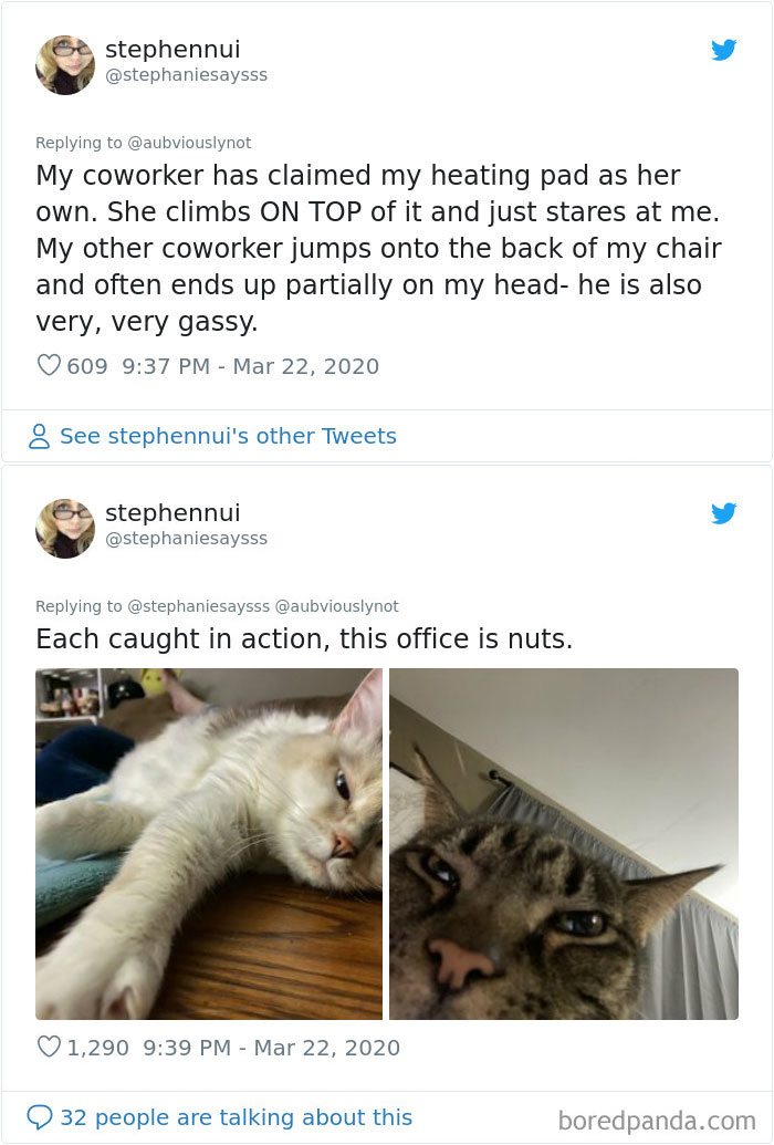 Working-From-Home-Quarantine-Pet-Co-Worker-Photos